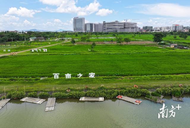 “百亩之家”成为都市人亲近自然、体验农耕的乐园。 南方+ 叶志文 拍摄 “百亩之家”成为都市人亲近自然、体验农耕的乐园。 南方+ 叶志文 拍摄