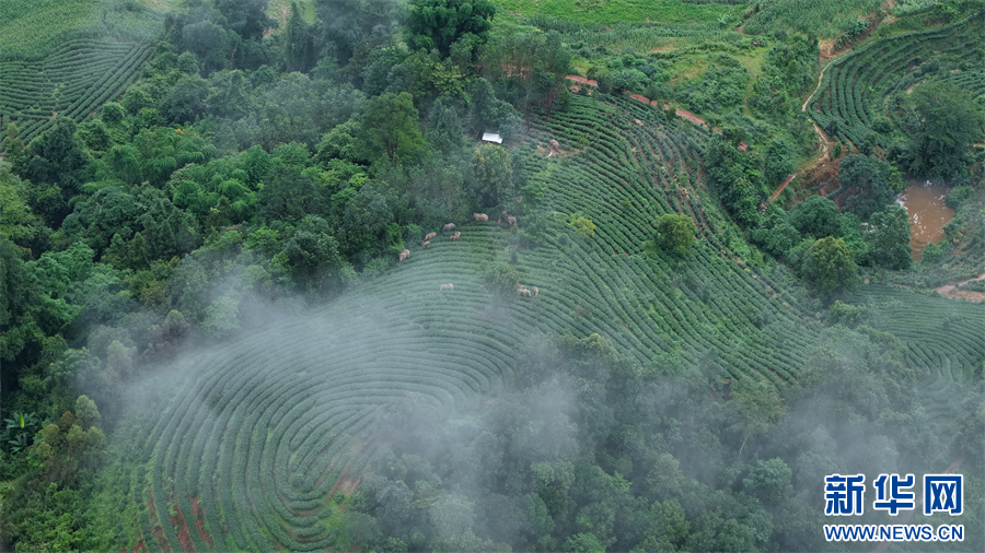 航拍野生亚洲象群在普洱市江城县活动（7月8日摄）。新华网发