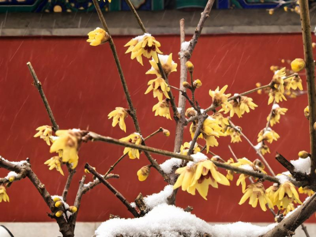 国家植物园上演“踏雪寻梅”奇景