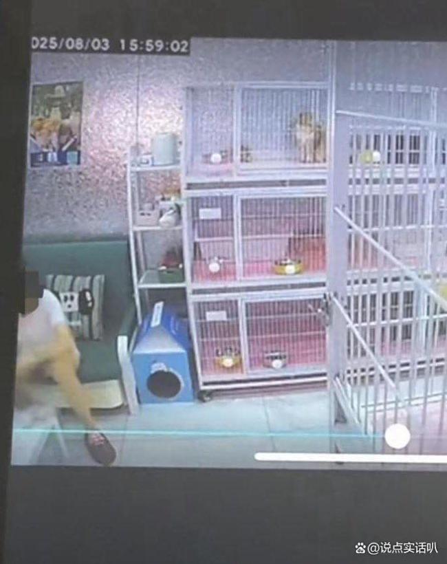 猫咖老板撕掉所有证件死磕虐猫者