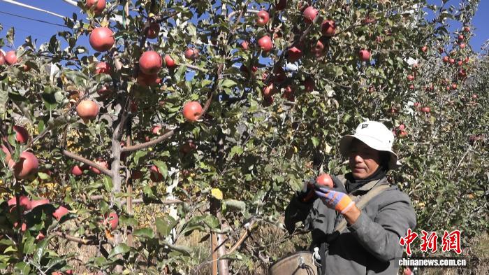 从陕西到西藏：贡嘎1.9万亩矮化苹果 结出1.6亿元增收果实