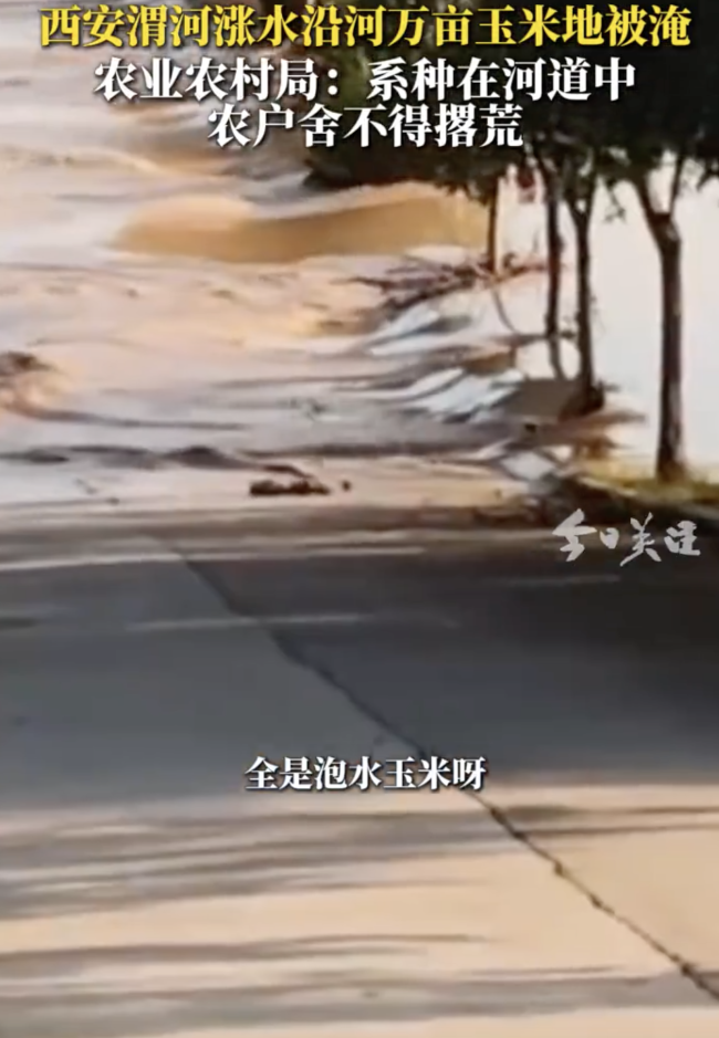 西安渭河涨水万亩玉米地被淹 官方回应农田位于河道