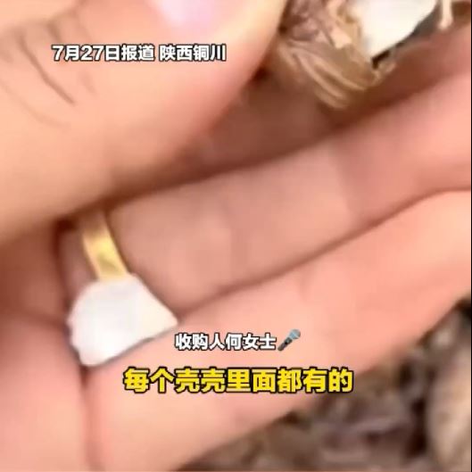何女士声称向老人购入的蝉蜕，八成被塞入石粒骗秤