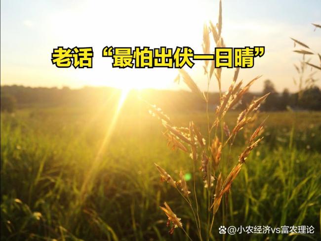 “最怕出伏一日晴” 今日出伏天晴有何怕 秋旱与高温预警