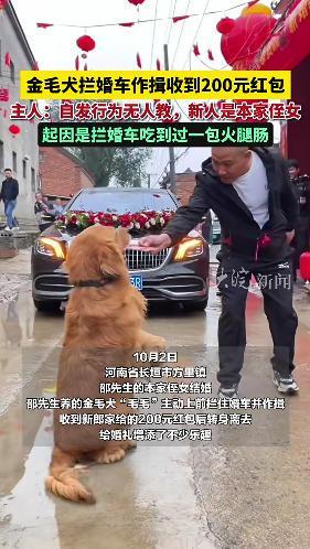 主人回应金毛拦婚车收200元红包