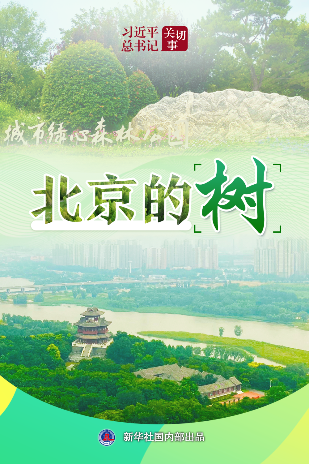 习近平总书记关切事|北京的树 习近平总书记关切事|北京的树