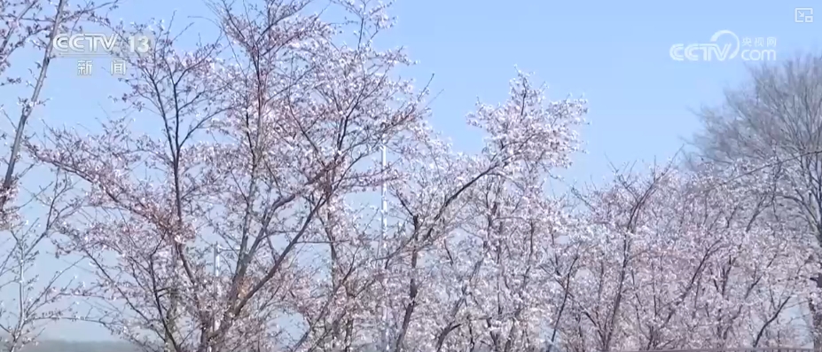 春赏花、夏榨油、秋收粮 “赏花+”扮“靓”经济新增长点