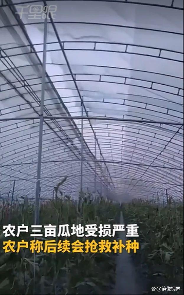 郑州突发大风致瓜农损失惨重