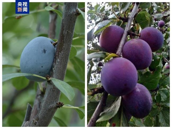 气候危机正在“蒸发”欧洲传统果酒产业
