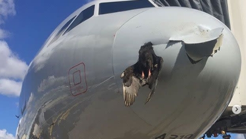西班牙客机高空遭鸟击