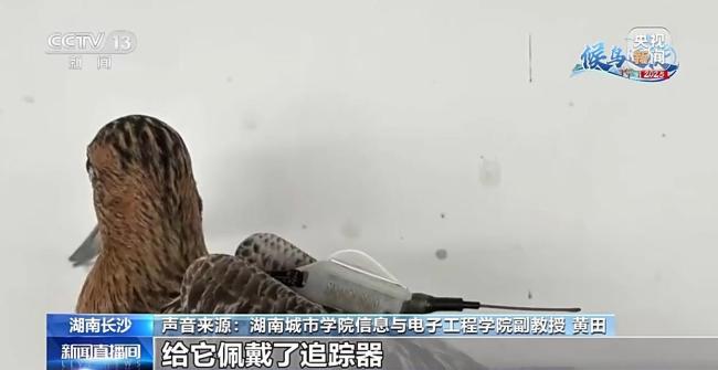 科学家发现斑尾塍鹬能穿越超强台风，它为何能不吃不喝一口气飞完1.3万公里