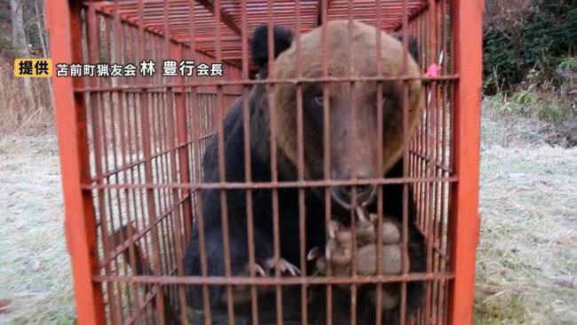 北海道今年猎杀超960头熊