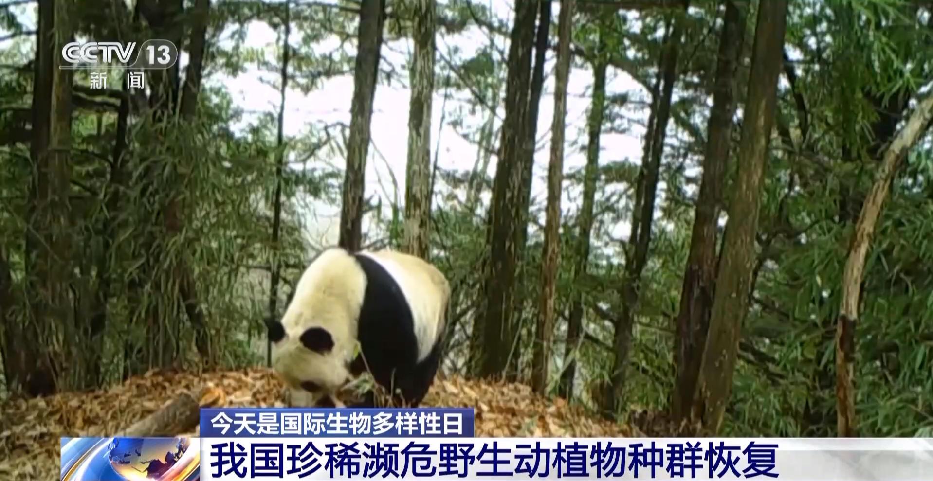 我国生物多样性保护成效如何?这份“成绩单”亮了