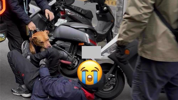 比特犬