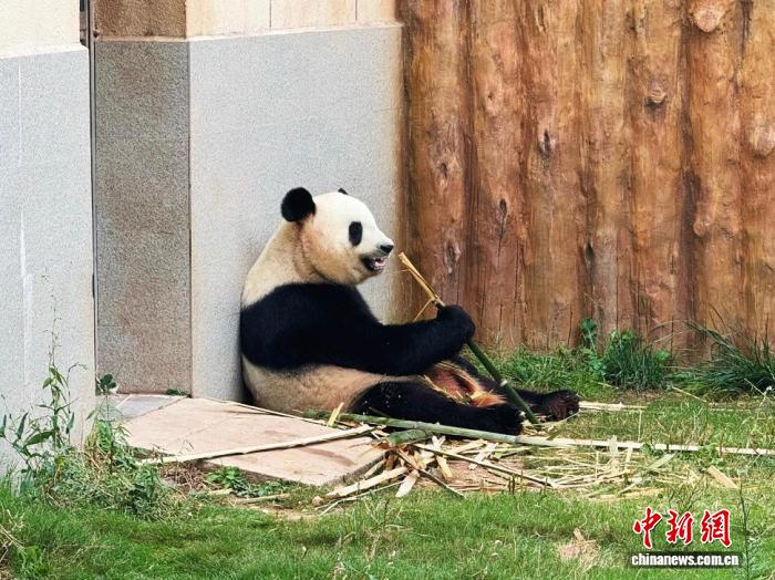 (走进中国乡村)清凉秦岭藏商机 “熊猫经济”激活山水价值