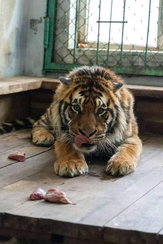 律师解读认养东北虎被隐瞒死讯