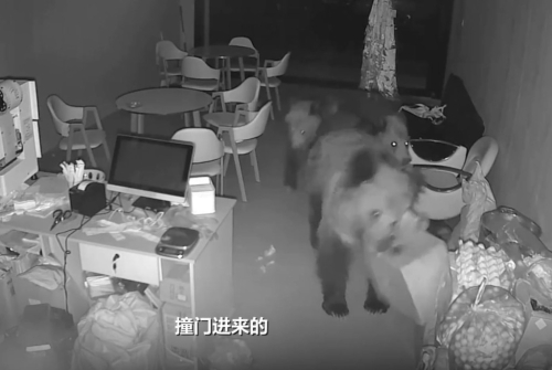 西藏有奶茶店深夜遭3只熊破门而入找食物。新京报