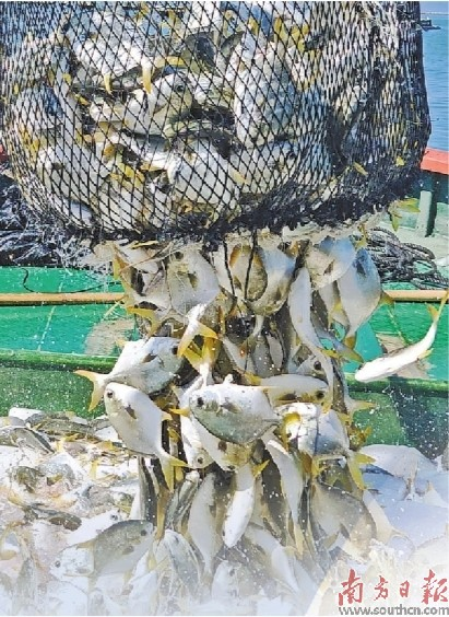 湛江海洋牧场起网的渔获。 南方日报记者 陈欢 摄