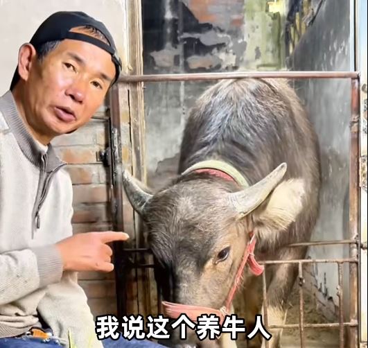 “绝命糖师”罗金成现在成为放牛网红。 抖音@放牛人和妞妞