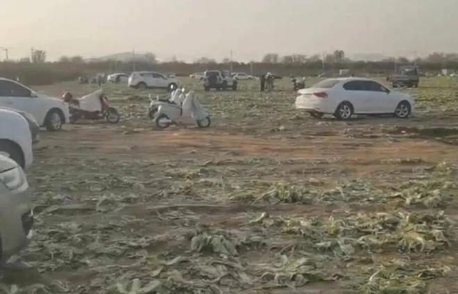 赤峰通报免费采捡白菜事件