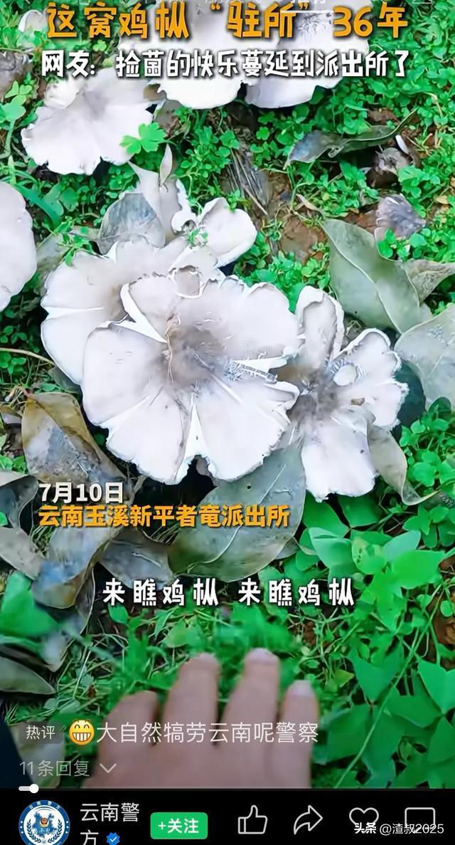 云南这个派出所连续36年长出鸡枞