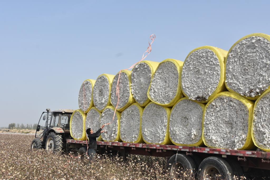 科技赋能丰收——新疆棉花采收一线见闻