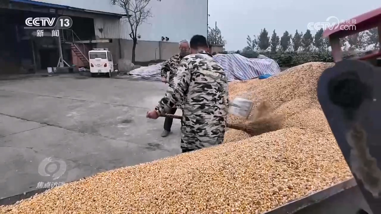 焦点访谈｜秋粮抢收抢烘 这场“保卫战”如何打好？