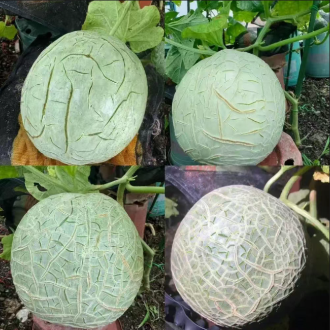 随着哈密瓜生长,表皮纹路变多变深