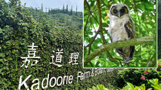嘉道理农场暨植物园宣布，经过4年的等待，珍稀的褐林鴞再次在园内成功繁殖。资料图片、嘉道理农场fb
