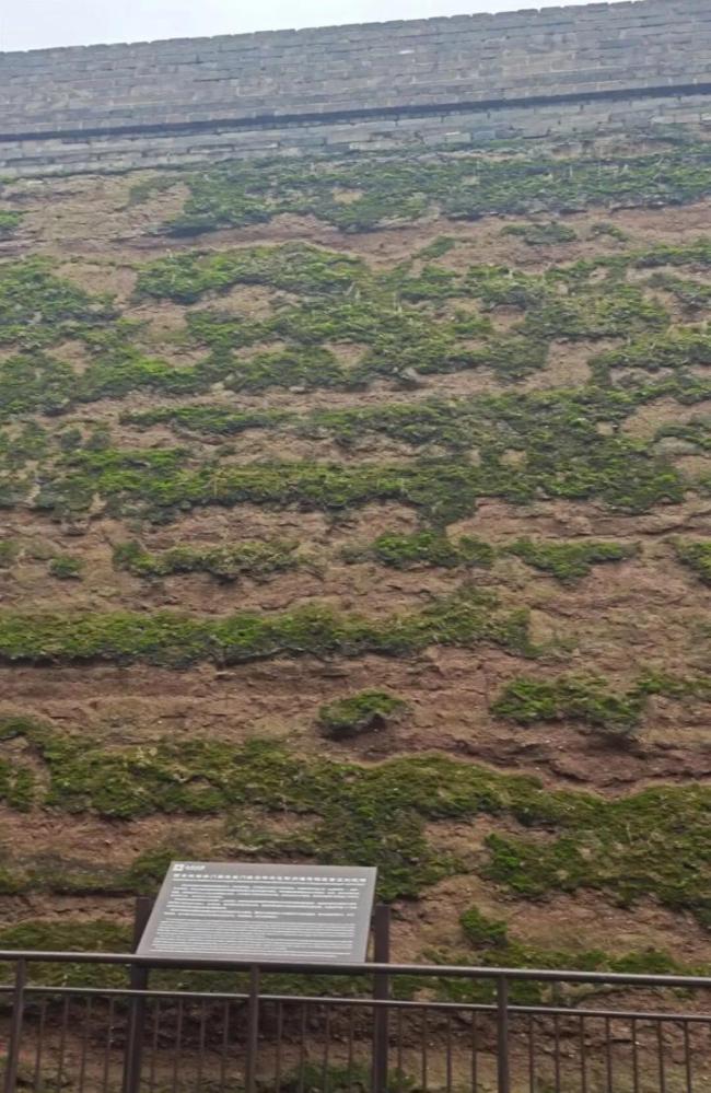 西安下了1个多月雨后遍地长蘑菇