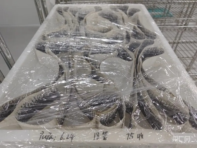 4000万绝育雄蚊迎战基孔肯雅热