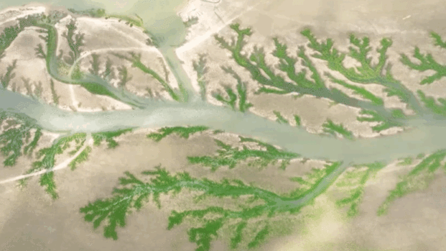 太震撼！鄱阳湖现“大地之树”景观