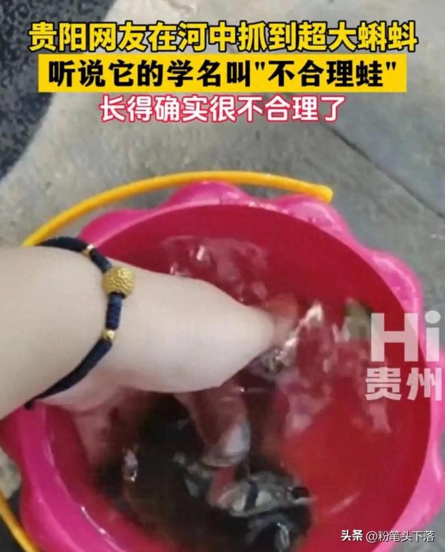 贵阳网友河中捕获巨型蝌蚪