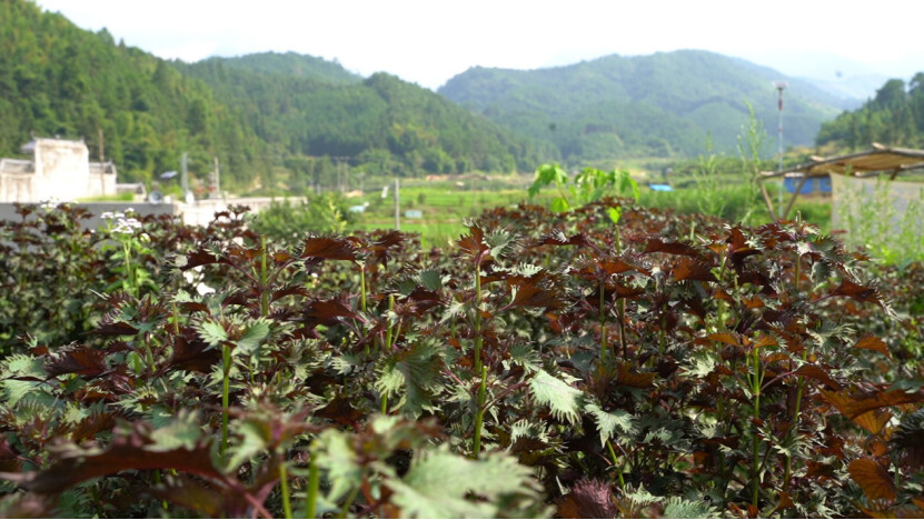 紫苏是清远连山壮族瑶族自治县蒙峒古村特产。图源:广东交通职业技术学院