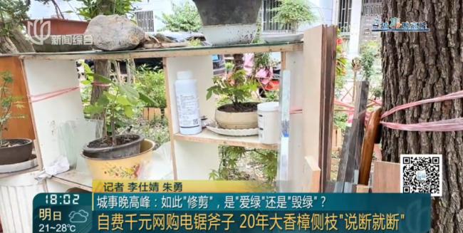 8旬老人砍掉小区20年香樟树