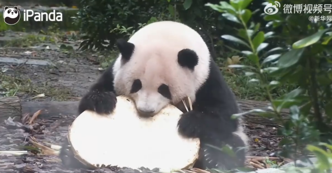 花花啃大饼啃得脸变形