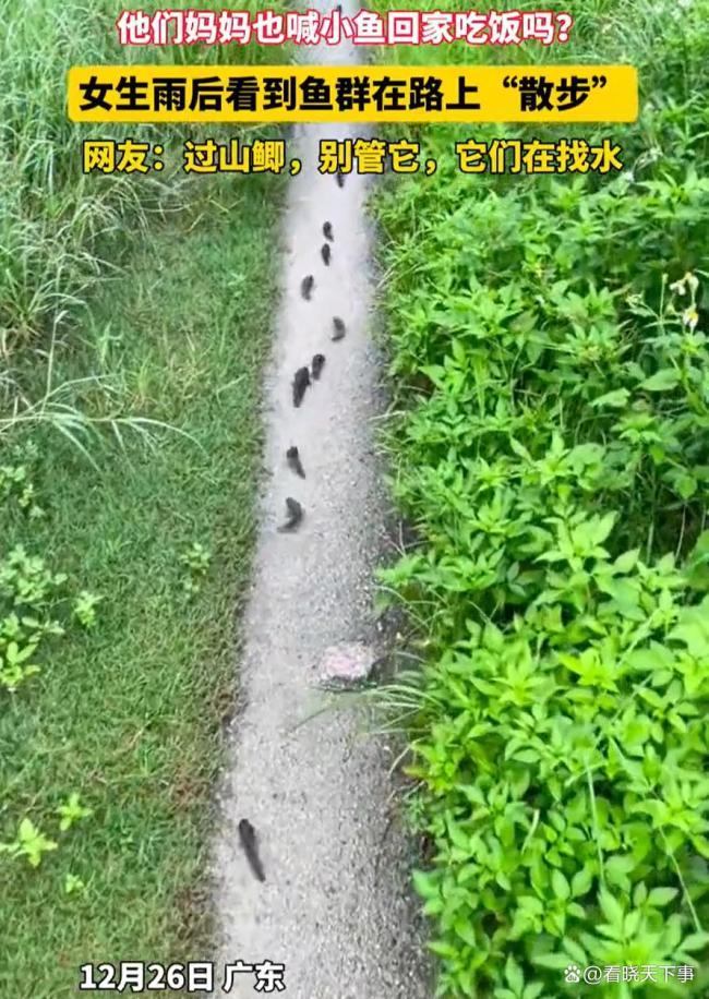 网友发现排队“走路”的鱼