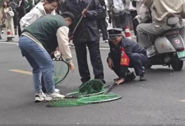 小猪逃跑狂奔 校方：已送回实验室