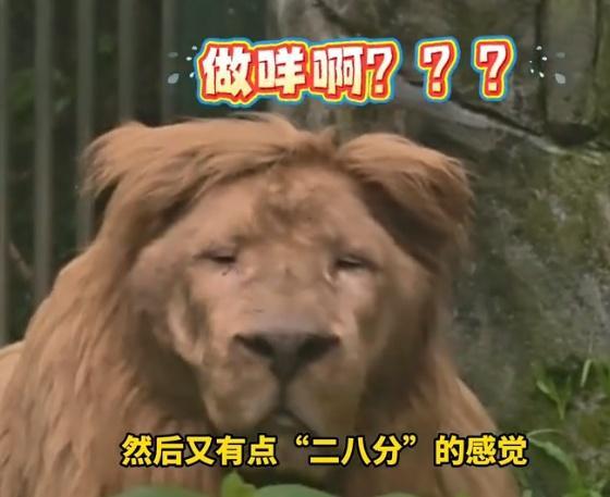 广州动物园“阿杭”变“二八分”