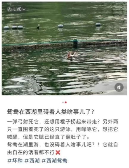 男子用弹弓打死杭州西湖鸳鸯