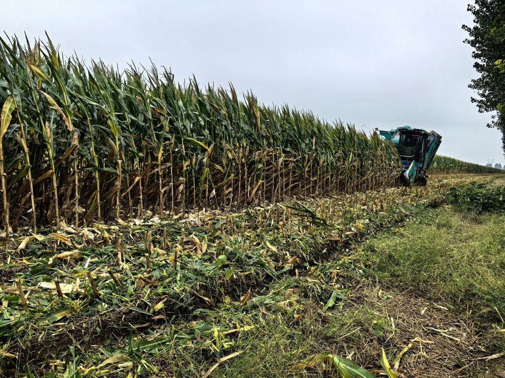 抢收,与连阴雨赛跑!——各地各部门全力以赴保秋收秋种 抢收,与连阴雨赛跑!——各地各部门全力以赴保秋收秋种