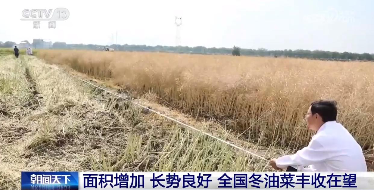 丰收在望!今年我国冬油菜面积1.1亿亩 连续7年增加