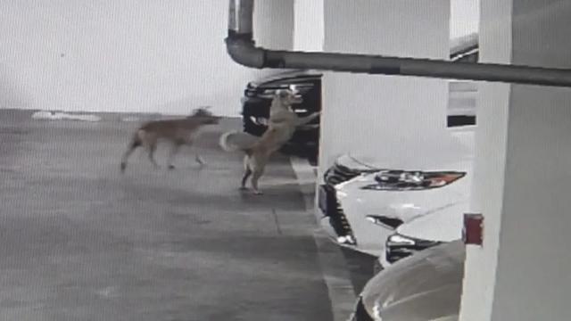 北京流浪猫狗车库“大战”，重伤汽车，车主只能认倒霉？法院判了 物业被判赔偿