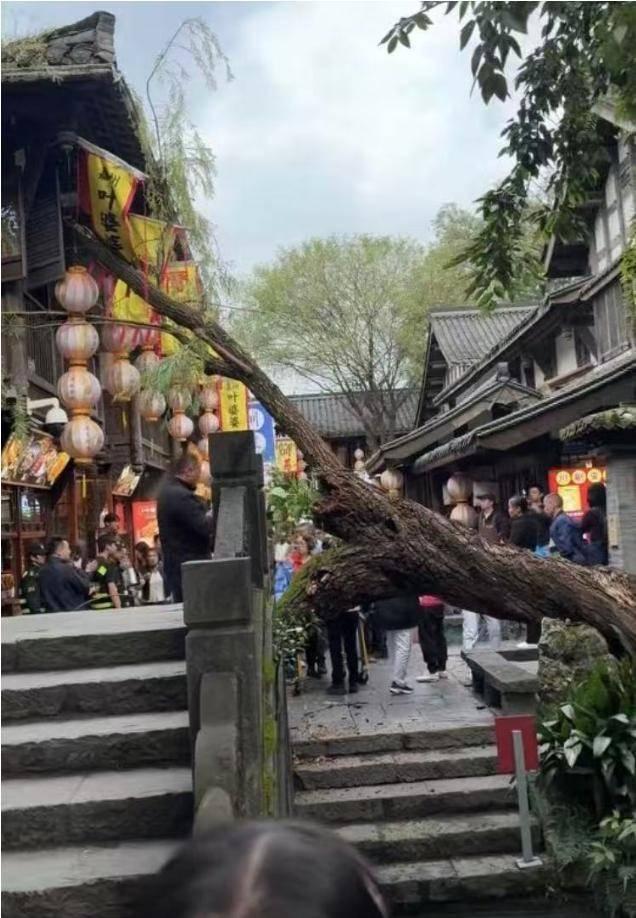 景区古树突然倾倒 两游客被砸伤