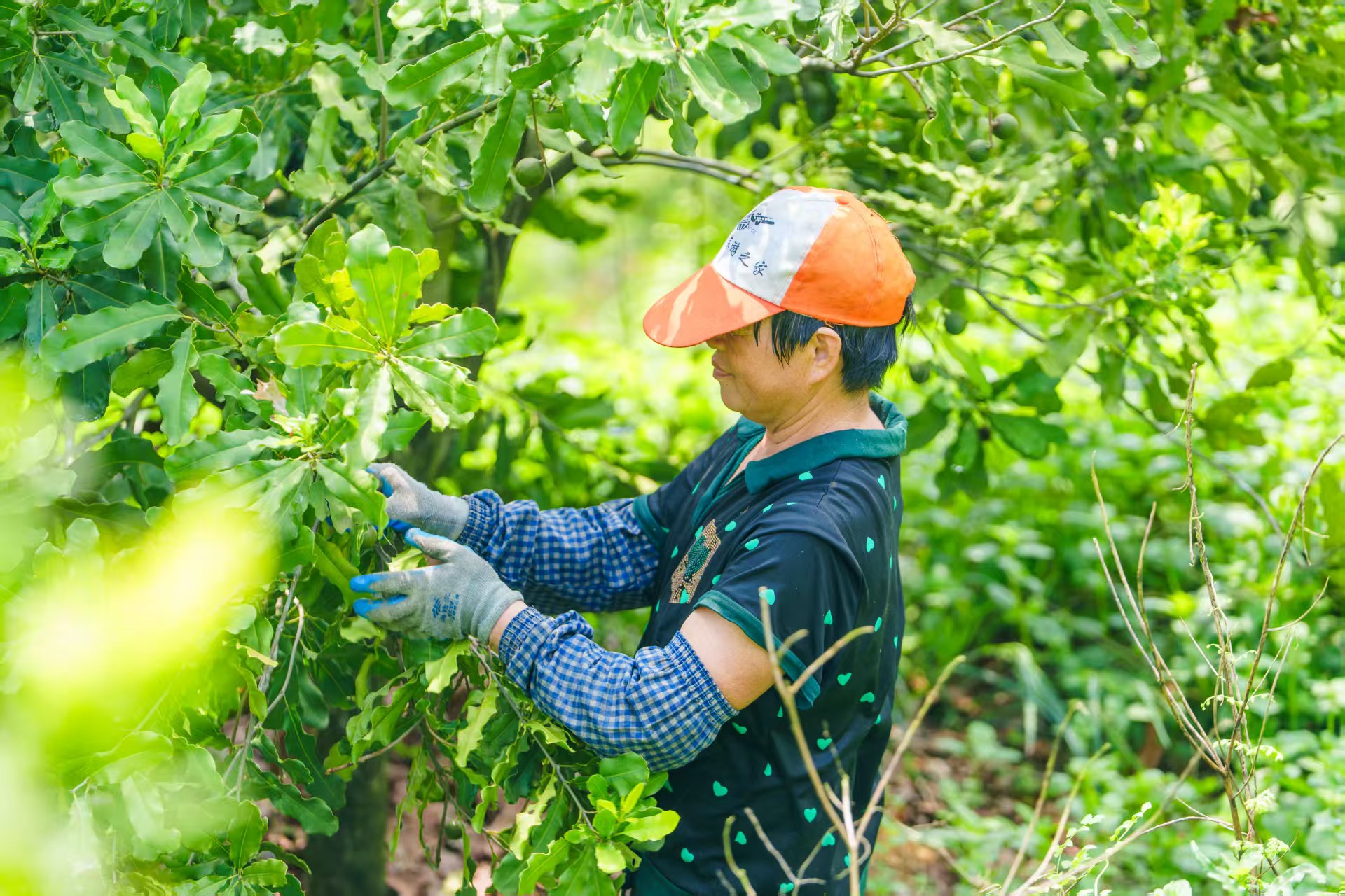 澳洲坚果产业丰收（通讯员供图）