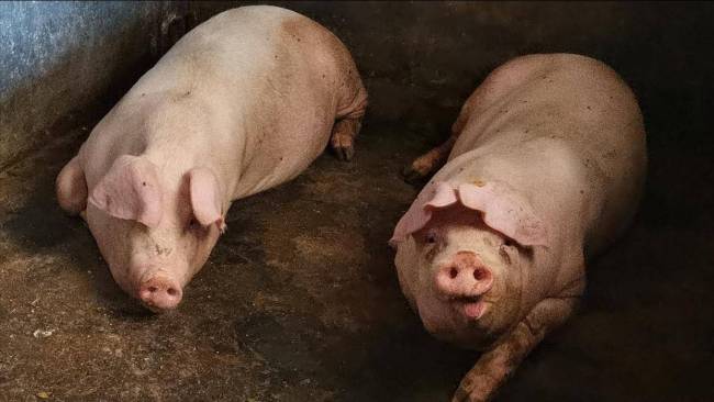 涨涨涨！猪价“火箭”上涨