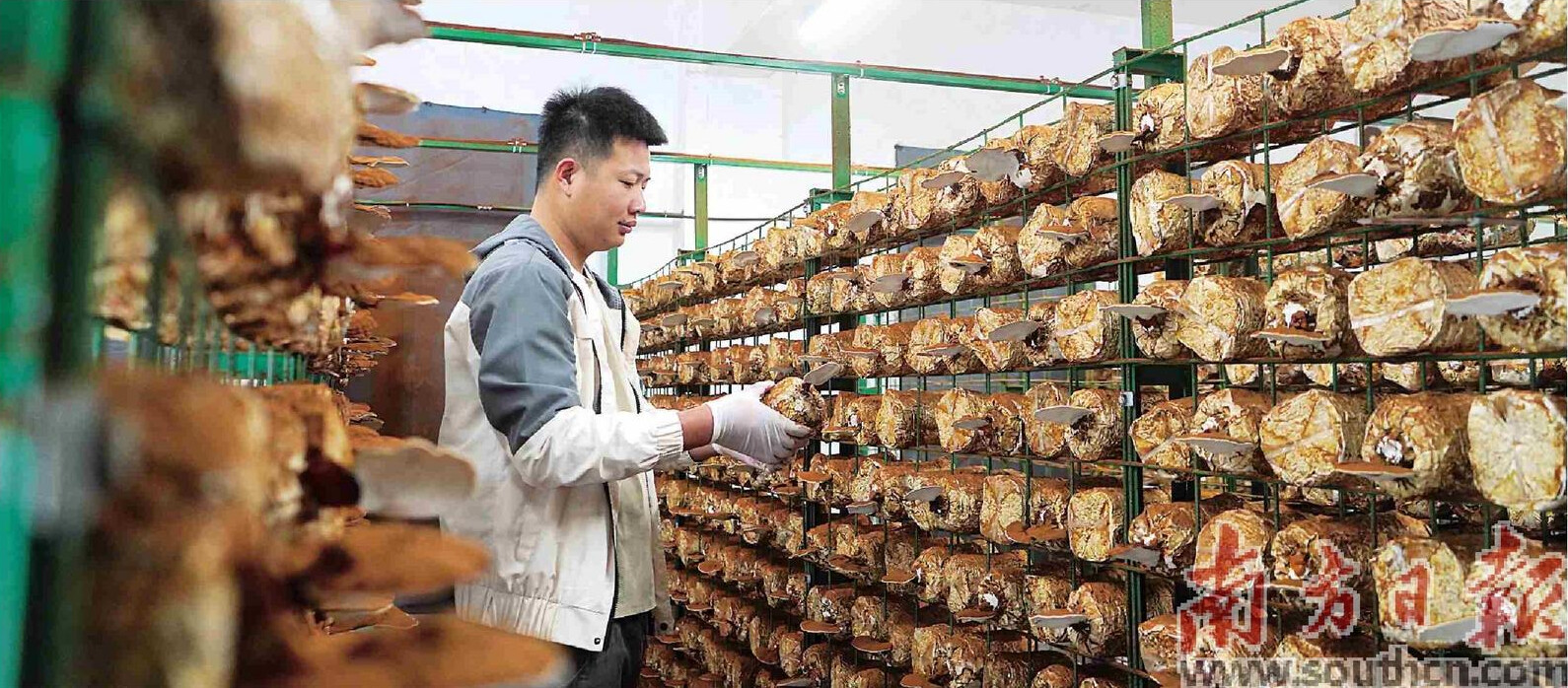 工作人员在观察灵芝菌包的生长情况。吴东俊 摄