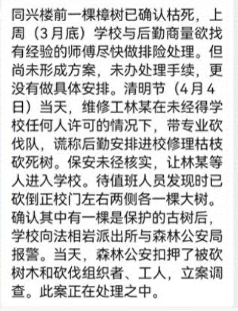 警方回应300年的银杏树被砍