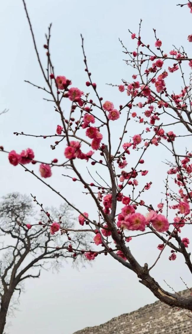 北京春日第一波梅花绽放了 古城墙下赏梅正当时