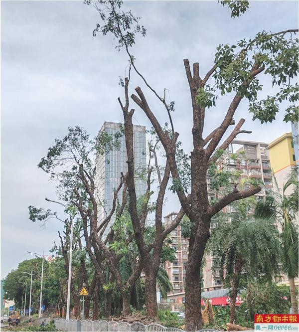东城街道道路上的被修剪后的绿化树仅剩少量绿叶。